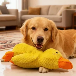 Jouet peluche canard résistant chien moyen
