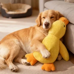 Jouet peluche canard résistant chien moyen